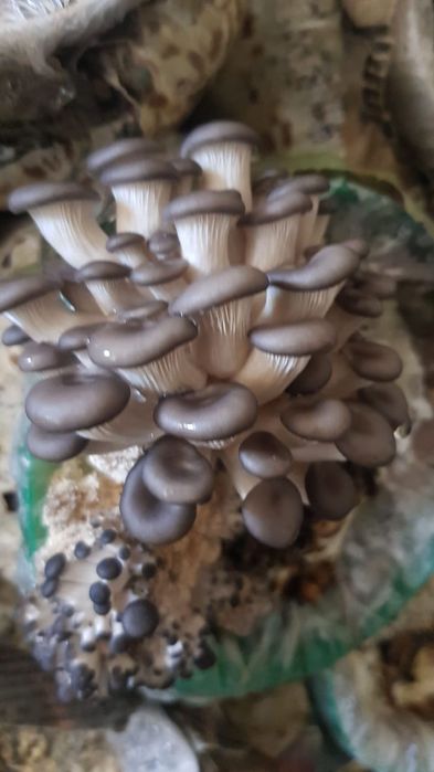 Мицелий вешенки.