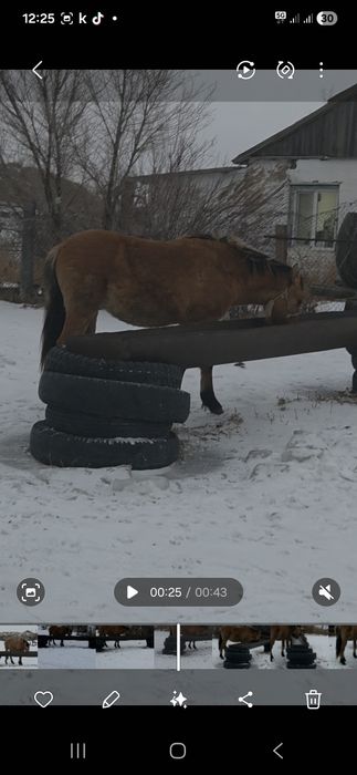 Тай 1.5 жасар сатылады