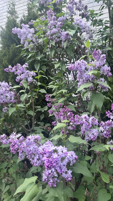 Сирень продам алматы