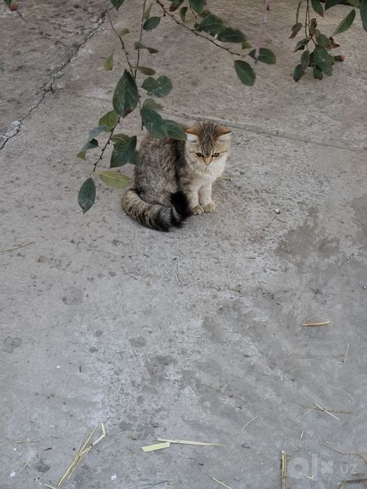 Mushuk sotiladi parodni mushuk