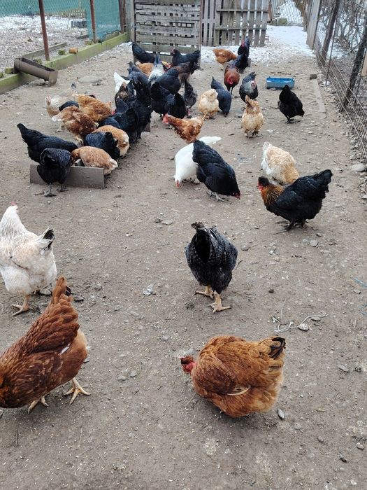 De vânzare, sau schimb.