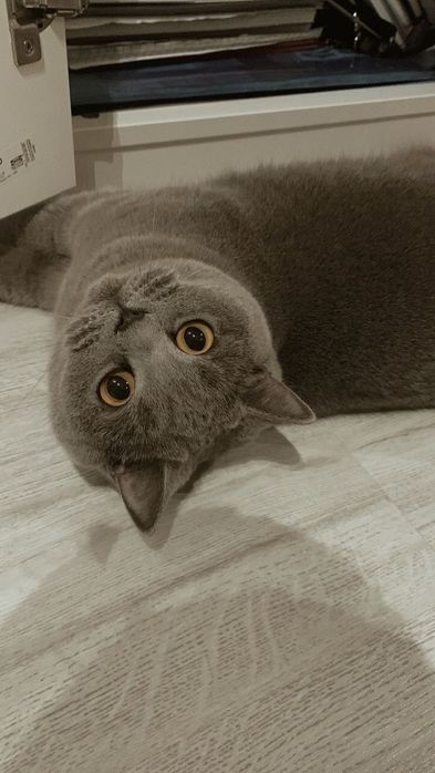 Британские котики мальчик и девочка!