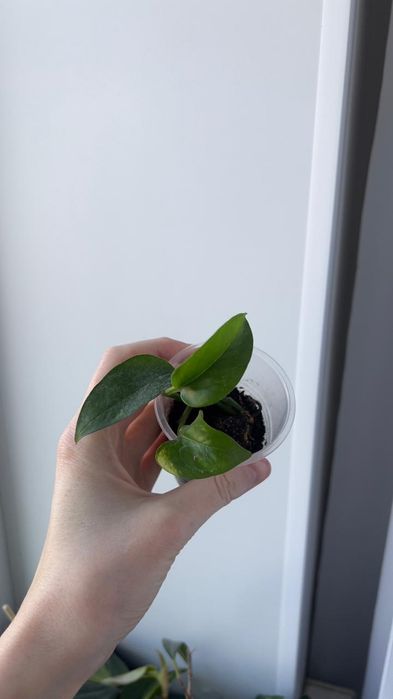 Голфингер голфингер