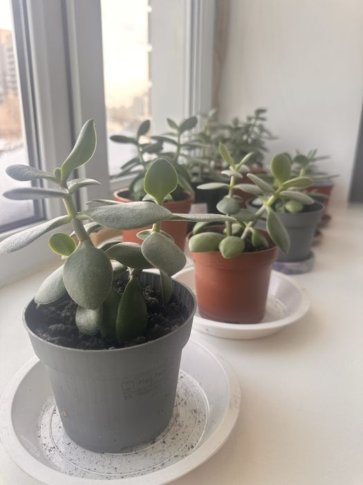 Денежное дерево цветок