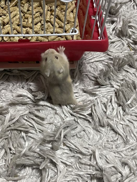 Vand hamsteri Asiatici .