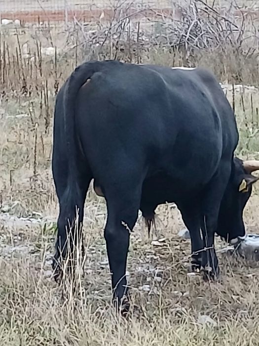 Vând tăurași și taur