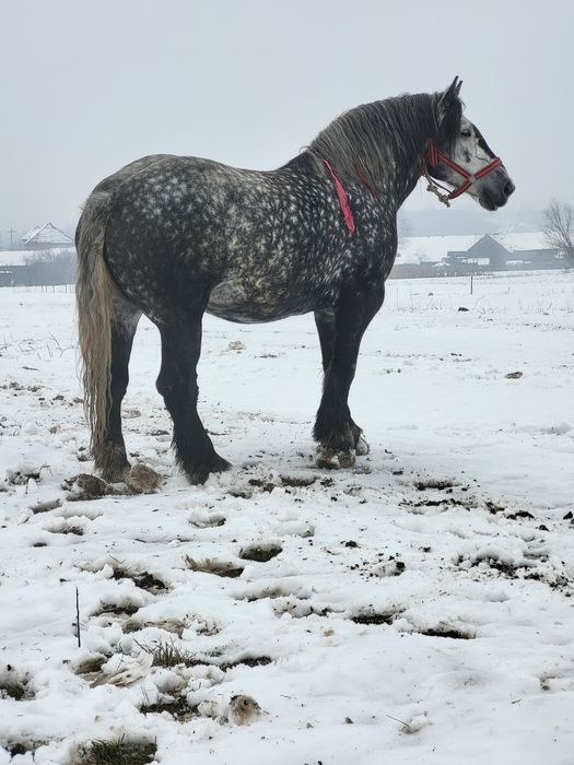 Iapa grea 6 ani sau schimb