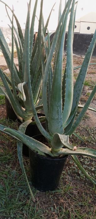 Продам алоэ вера на лекарство.