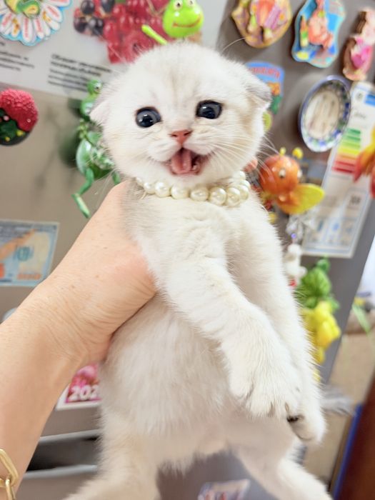 Котята от правильной вязки