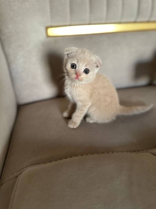 Зотли мушула Скоттш Фолд