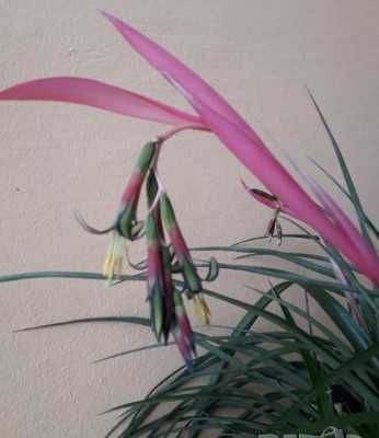 Билбергия / Billbergia |