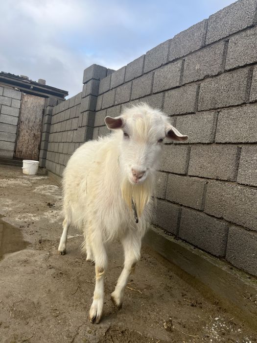 Ешкі заиенский теке