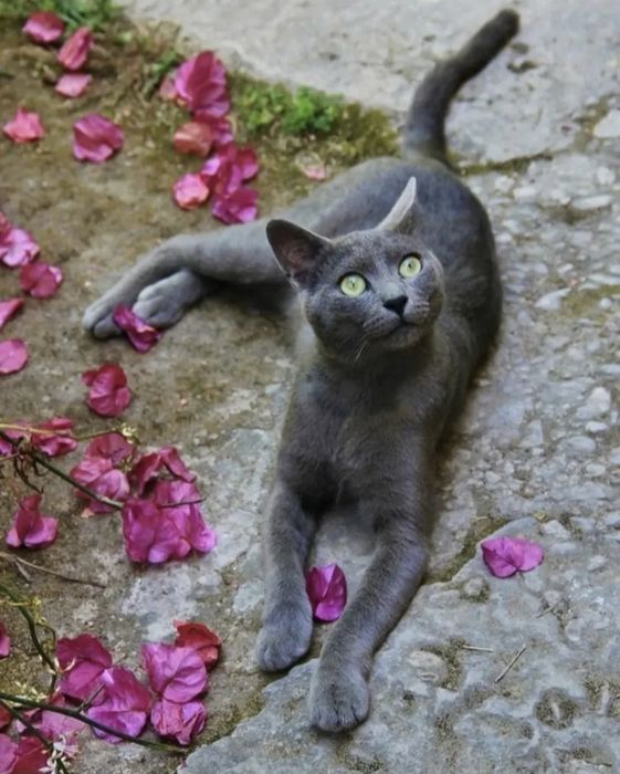 Русские голубые котята!