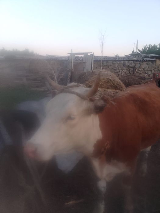 Продам корову,700 000