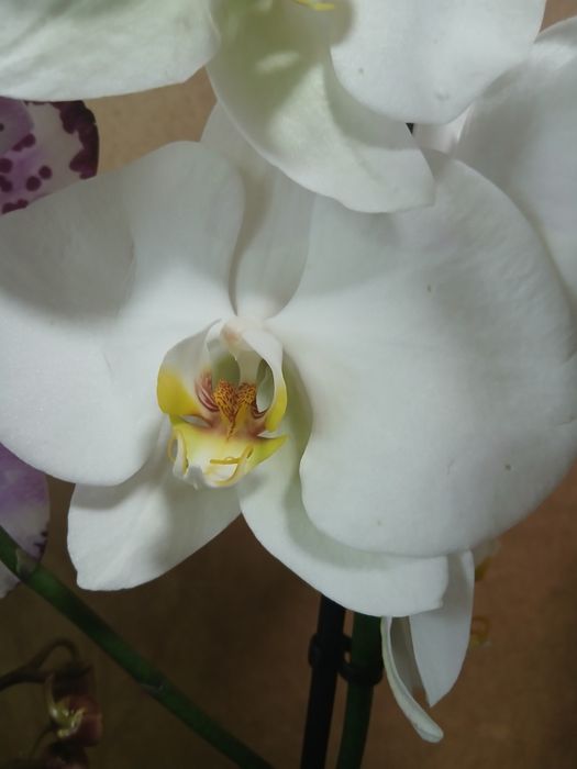 Орхидея качество Голландия