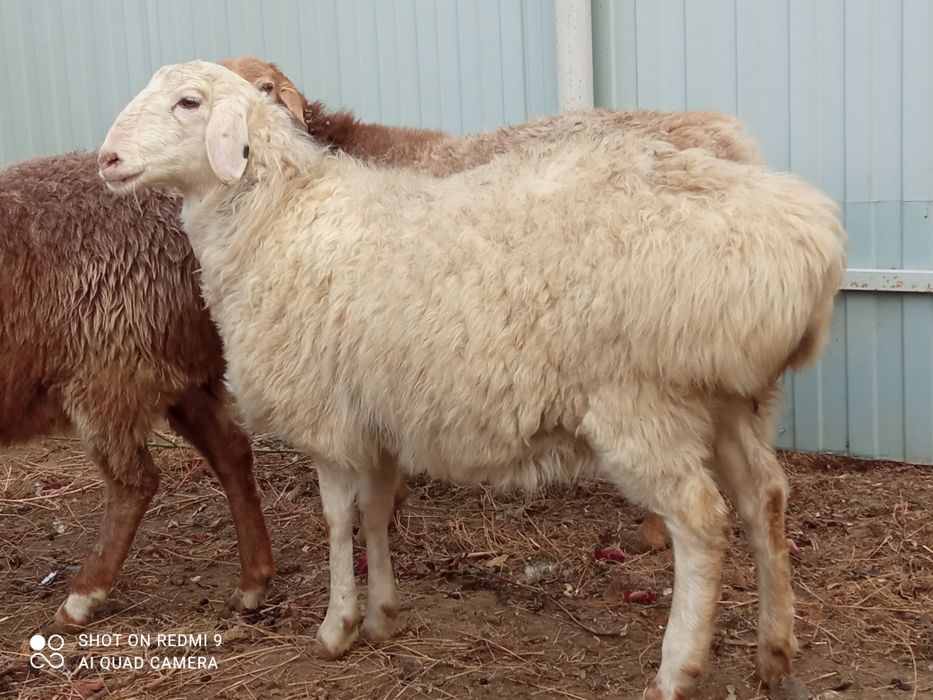 Кои сатылады 85-мын