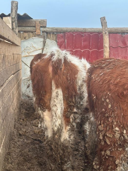 Откормде тұрған бұқалар сатылады