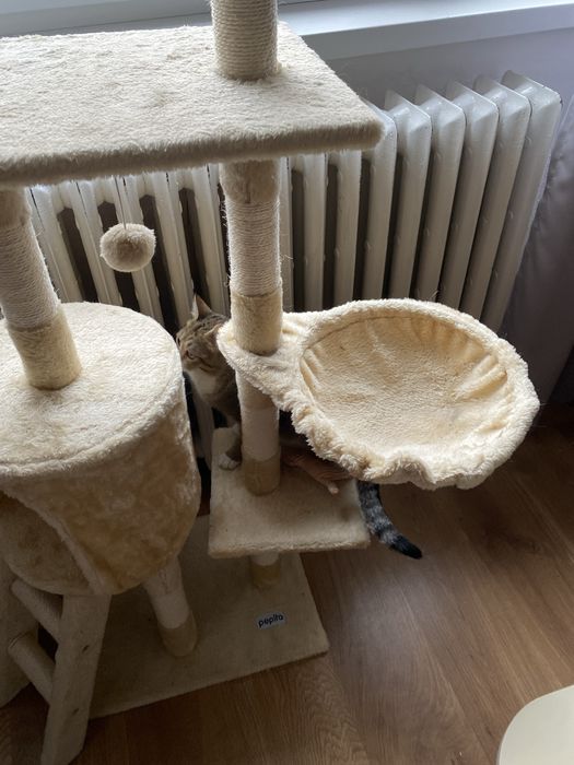 Casuta pentru pisici