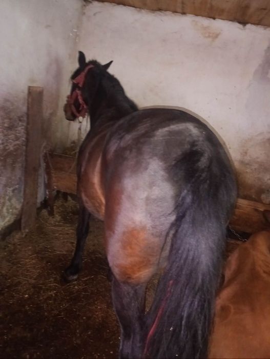 Vând iapa cu  varsta de 7 ani