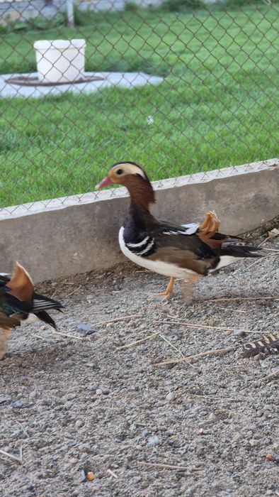 Утки мандоринки.