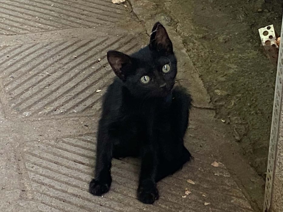 Подарявам котета
