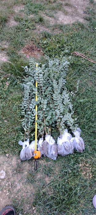 Puieți salcâm 60 70 cm la balot de pământ