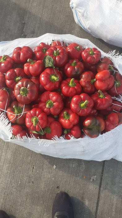 Vând Gogosari murați