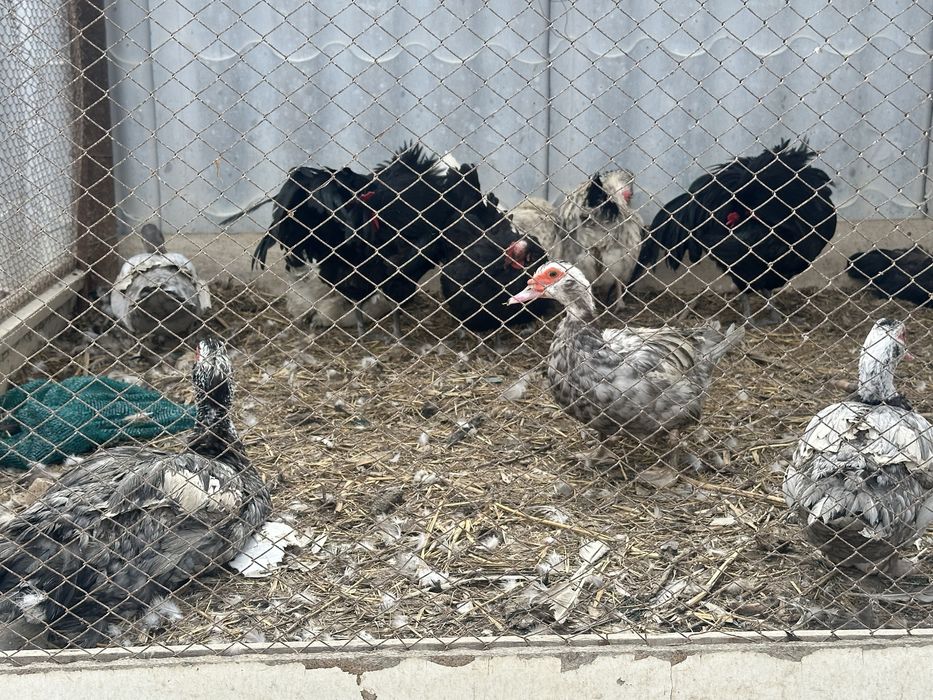 индоутка, индоутки