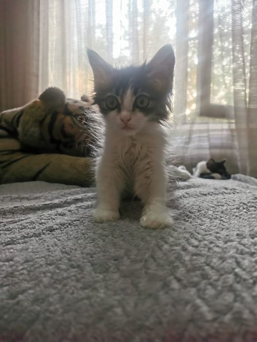 Котята бесплатно