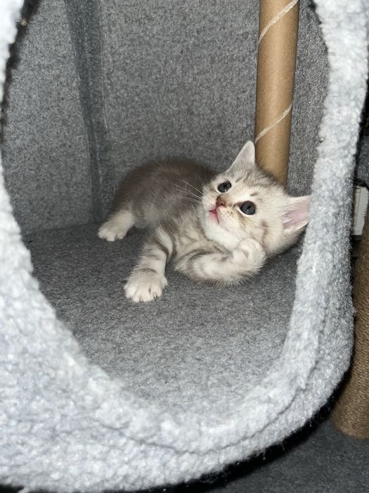 Котята,шотланд-британские