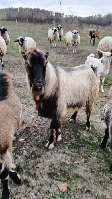Vând tap bun mare