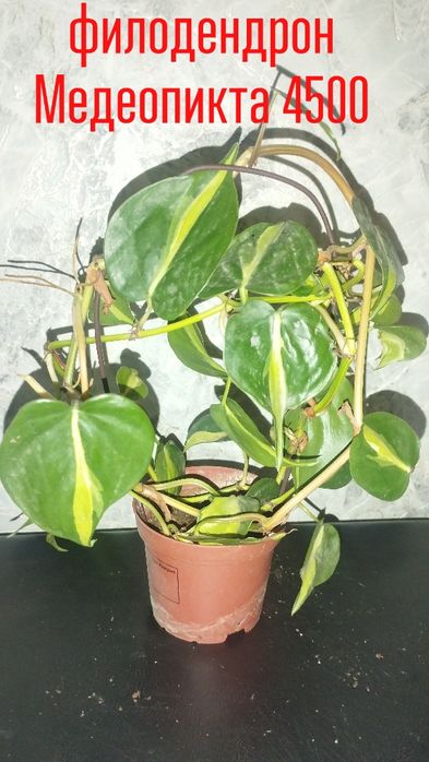 Цветы  комнатные