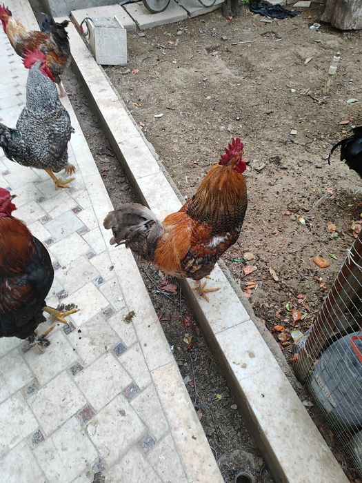 Петухи домашние (хурозлар)