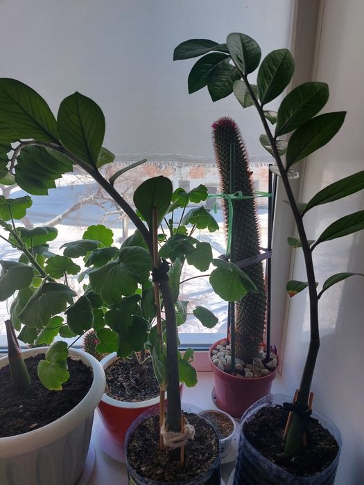 Замиокулькас-долларовое дерево,