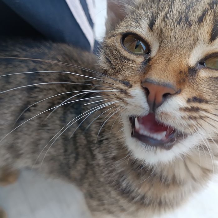 отдам бесплатно котенка