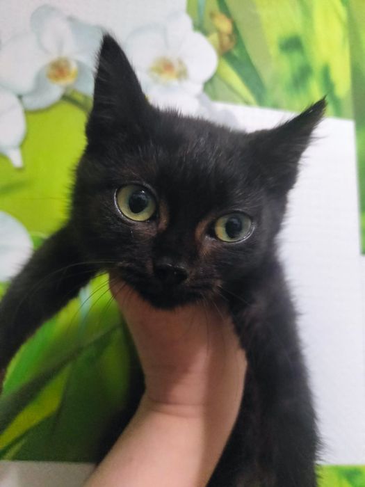 Отдам в Добрые руки котят