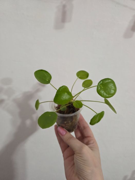 Продам комнатное растение - Пилея пеперомиевидная