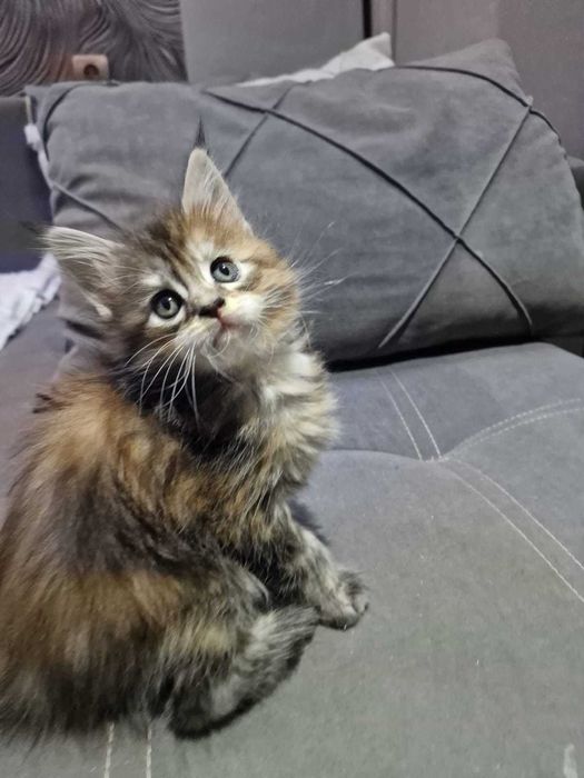 Роскошные малыши мейн-куна