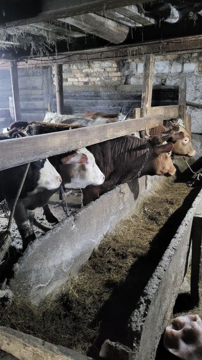 Бычки откорм бык