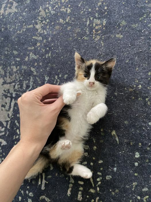 Котёнок в добрые руки! Срочно