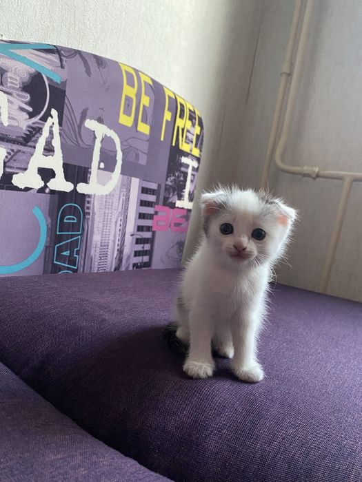 Котенок  шотладская