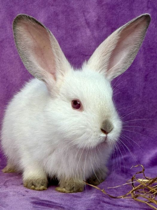 Quyon 40 000 mindan boshlanadi