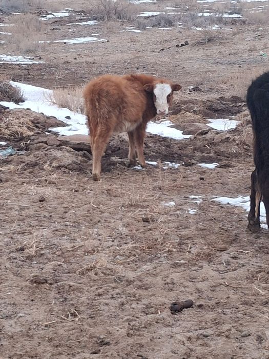 Буаздары бар бәрін алғанға сауда бар