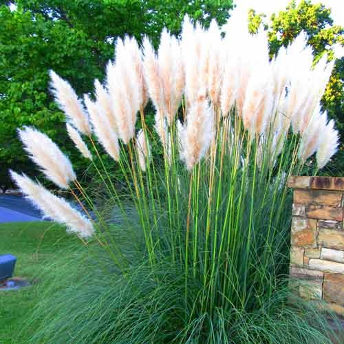 IARBA DE PAMPAS regina ierburilor