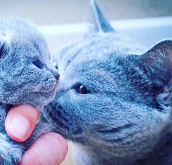 Британская голубая кошка