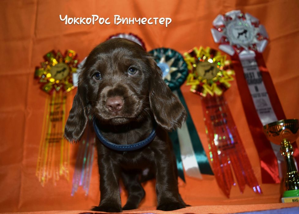 Спаниель Русский Охотничий