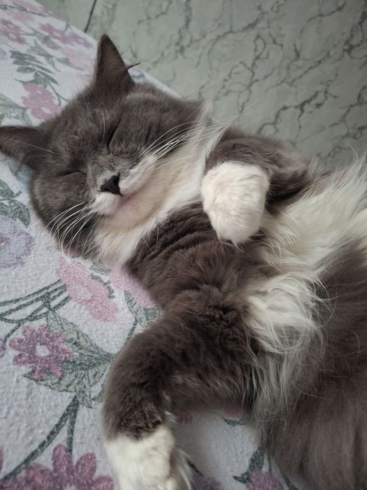 Отдам кота в добрые руки