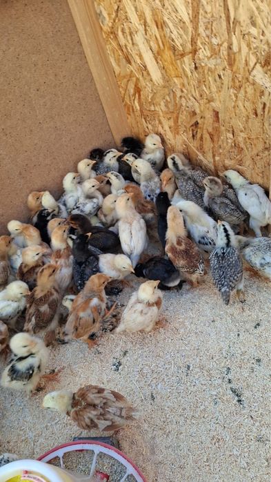 Цыплята домашние