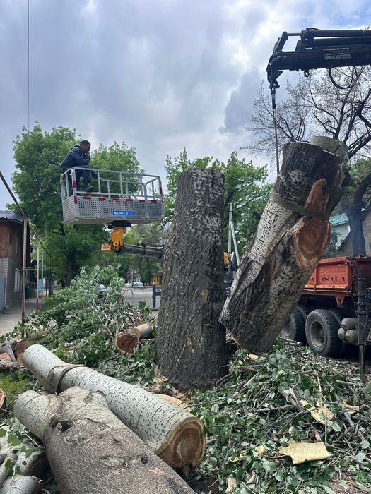 Спил деревьев Алматы
