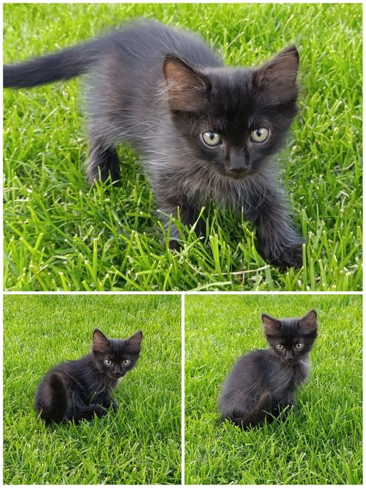 Котенок, мальчик!  Бесплатно